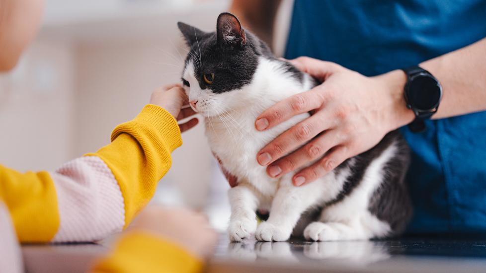 cat held by veterinarian and petted by little girl at vet clinic